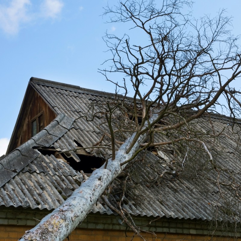 roof damage from a tree